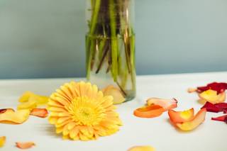 Windflower - 12