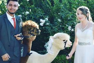 Your Wedding Belles - 19
