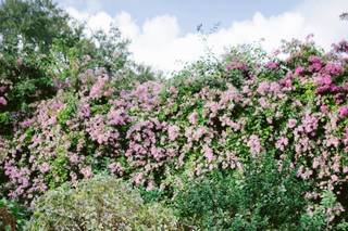 Sunken gardens - 60