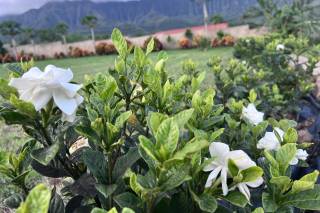 Waianae Valley Ranch - 20