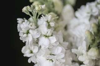 The Enchanted florist - 90