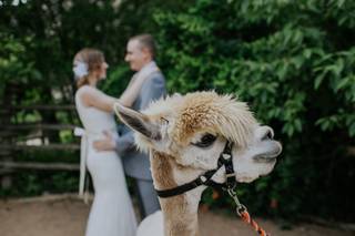 Amanda Pomilla Photography - 26