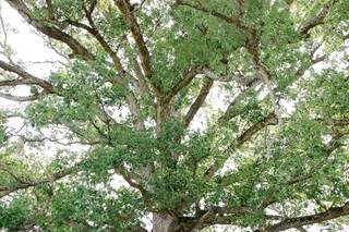 Greenery + Grace Events - 9