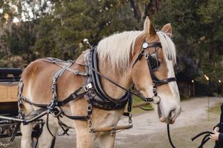 Middleton Place - 10