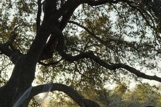 The Oaks at High Hill - 8