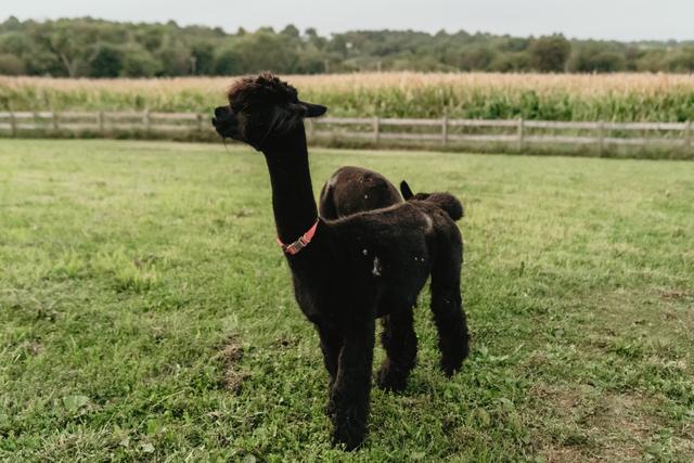 Comus Farm - 1