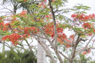 Tropical Pictures - 91