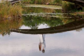 BLENHEIM HILL FARM - 6