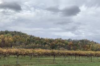 Tsali Notch Vineyard - 7