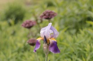 Fireseed Catering and Event Gardens - 5