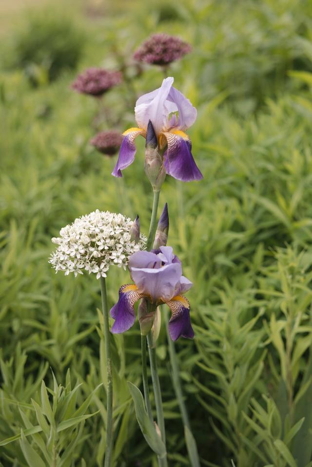 Fireseed Catering and Event Gardens - 2