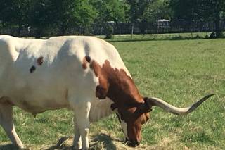 Gruene Estate - 51