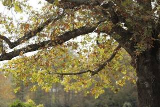Chimney Pond Farm - 82