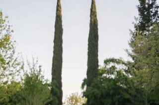 Chris Ellis Photography - 6