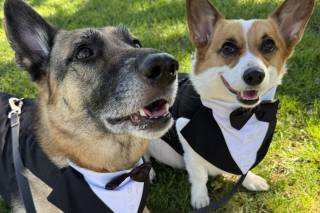 I Dog Too - Wedding Pet Attendant - 22