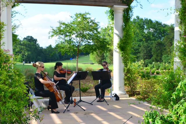 Carolina Royal Strings - 3