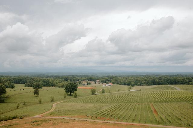 Piccione Vineyards - 3