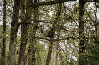 Mira Photographs - 13