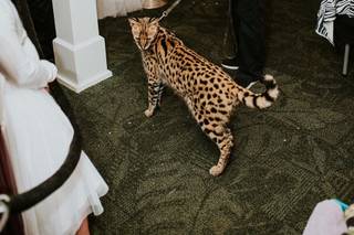 San Diego Zoo Wildlife Alliance - 89