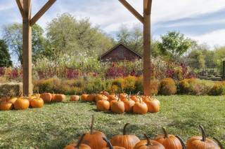 Serenity Farm - 13