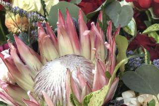 The Fuchsia Peony - 34