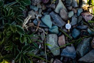 Joanna Adams Photography - 14