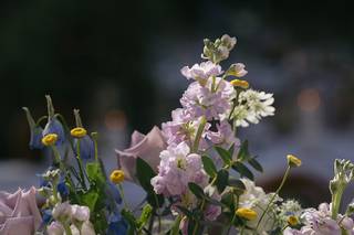 Violette's Flowers - 7