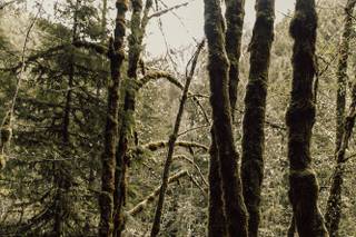 Bear Beau Photography - 51