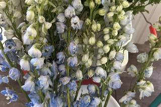 Flower Moxie - 41
