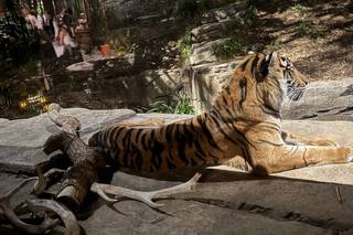 San Diego Zoo Wildlife Alliance - 29