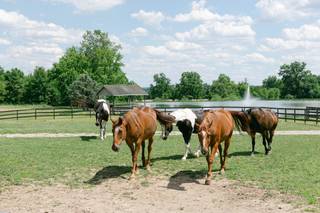 Lakeview Farms Events - 6