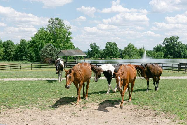 Lakeview Farms Events - 1