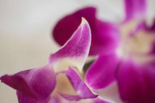 Alpha Floral - 38