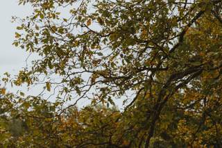 Portico - Awbury Arboretum - 65