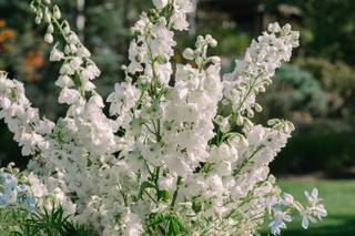 Summer Robbins Flowers - 7