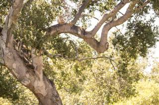 Every Last Detail Wedding & Event Coordination - 8