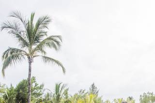 Tropical Pictures - 125