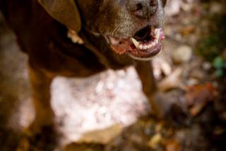 Elope to Gatlinburg - 11