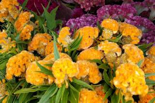 Butterbee Farm - 21