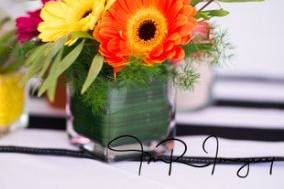 TMR Imagery, LLC - 9