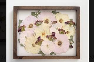 White Poppy Preservation - 6