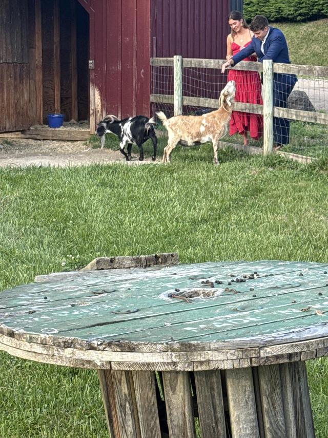 Nuzzo's Farm - 2