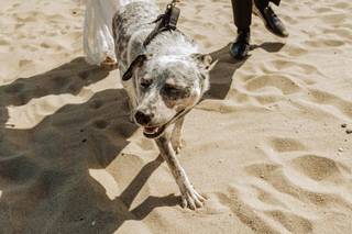 Brittany’s Pet Service LLC - 8