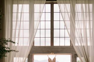 3 Cats Photo - 11