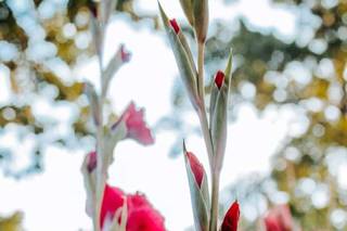 Avalon Keep Botanical Gardens - 5