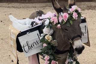 Cave Creek Beer Burro - 7