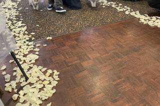 Wedding Tails- PET HANDLER - 12