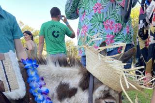 Florida Beer Burros - 7
