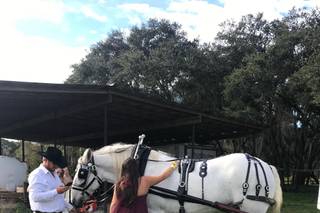 Sweet Southern Horse & Carriage - 7