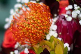 Caterina Kenworthy Photography - 10